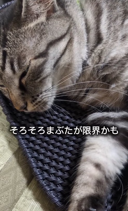 カゴの蓋の上で目を閉じる猫の上半身アップ