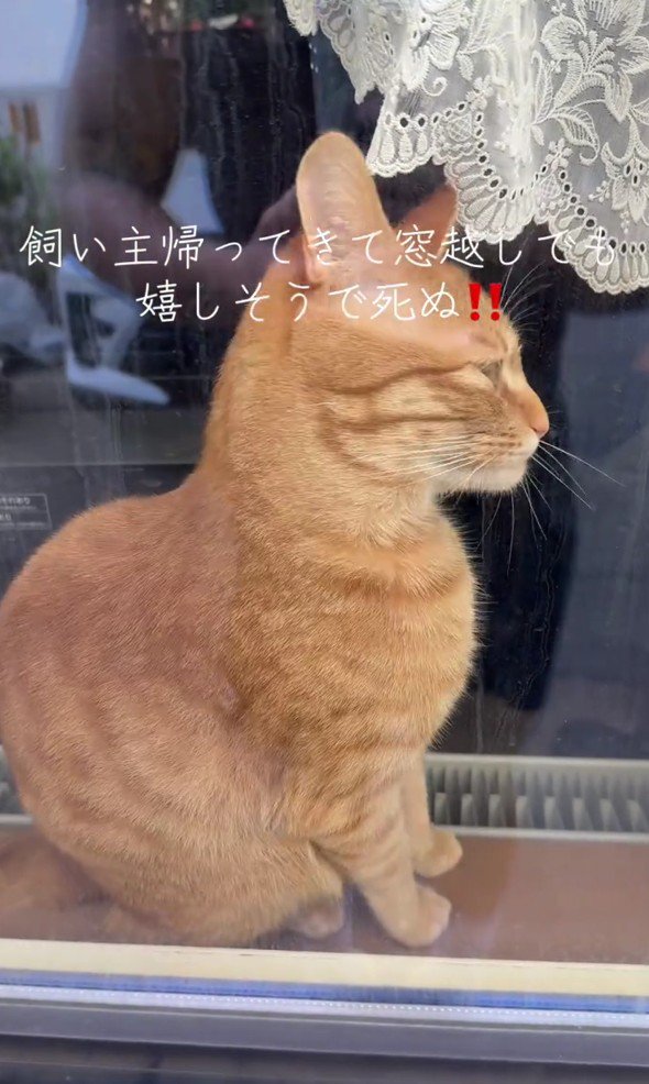 窓の向こうの猫