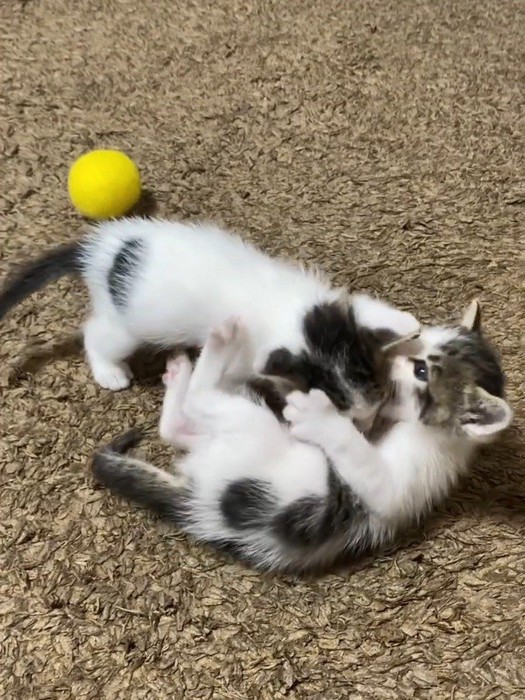 じゃれ合う2匹の子猫