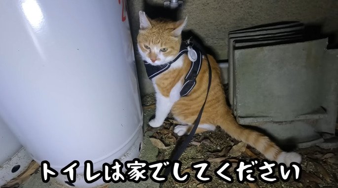 トイレ中の猫