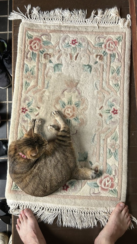 玄関マット左端で丸くなってくつろぐ猫