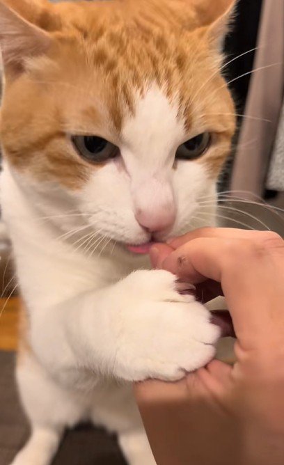 指をなめる猫