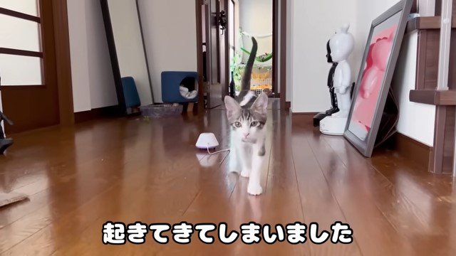 歩いてくる子猫