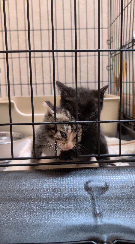 ケージの前で投稿者に鳴き声をあげる2匹の子猫