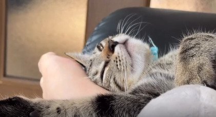 足に頭を擦りつける子猫