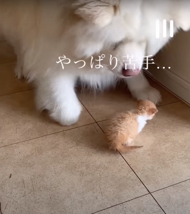 怖がる大型犬