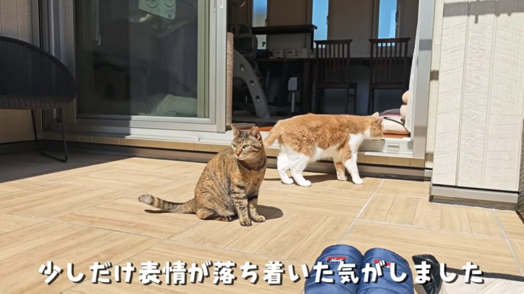 少し安心した表情の麦わら猫