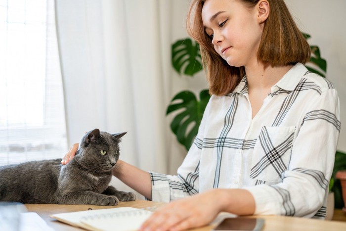 仕事中の飼い主と猫