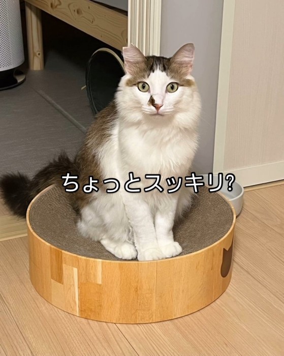 爪とぎサークルの上の猫