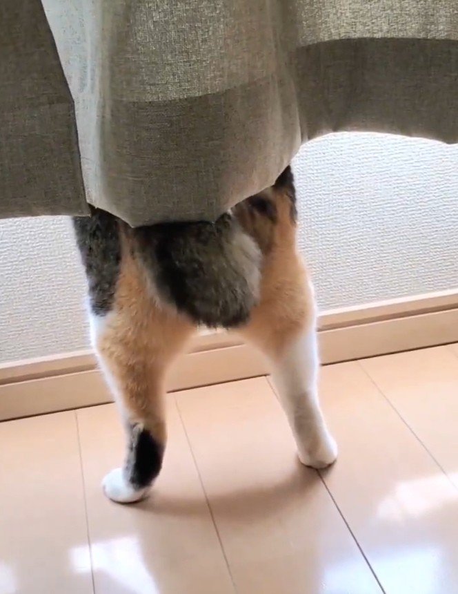 外を見つめる猫の後ろ姿