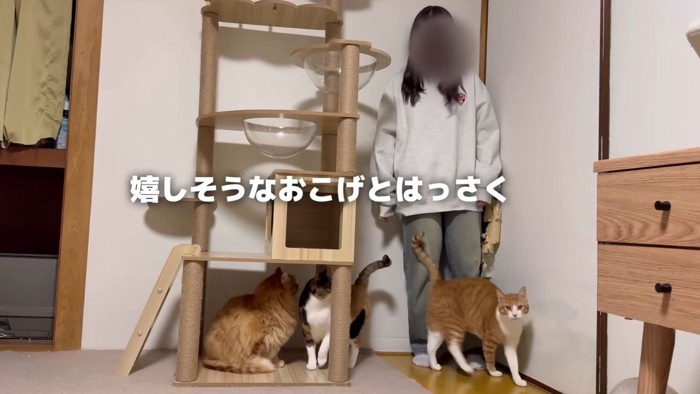 猫3匹と女性