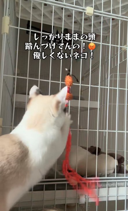 猫じゃらしを両前足で掴んでいる猫