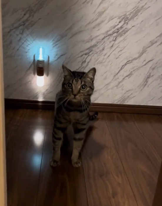 カメラ目線の猫