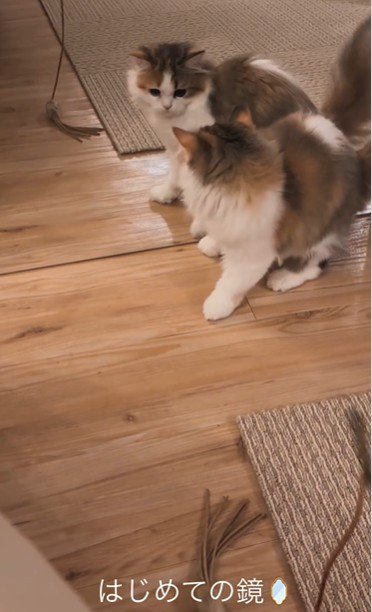 鏡を見ている子猫