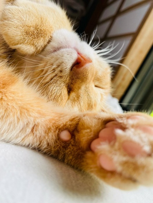 猫の寝顔