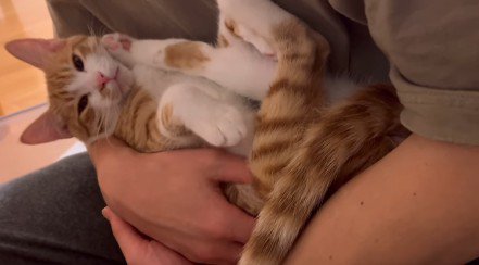 抱っこされる猫