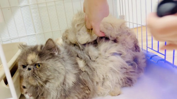 ケージの中で検査されるエキゾチックロングヘア