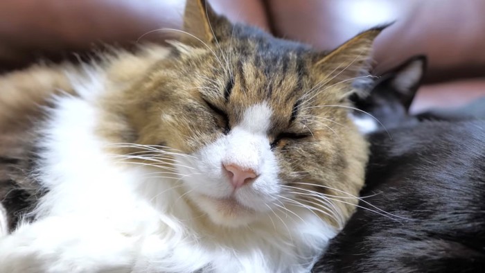 幸せそうにな表情の長毛猫