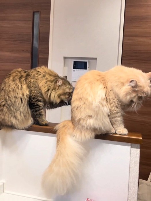 毛づくろいする猫たち