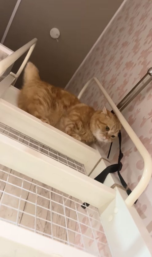 ハシゴの上の段に立っているオレンジ猫