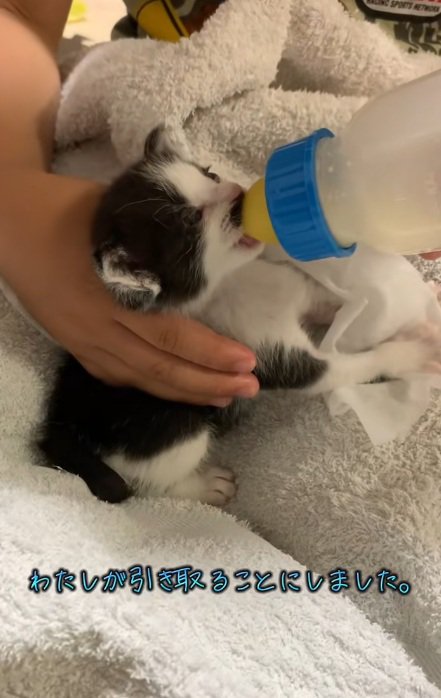 ミルクを飲む黒白模様の子猫