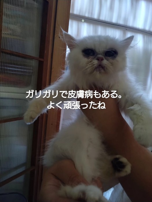 抱えられる猫