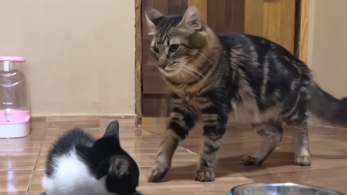 後ろを振り向く子猫と後ずさる成猫