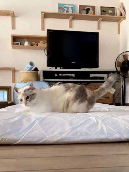 耳を後ろに倒している猫