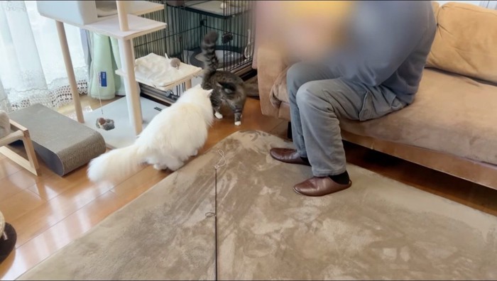 顔を近づけるキジトラ猫と白猫