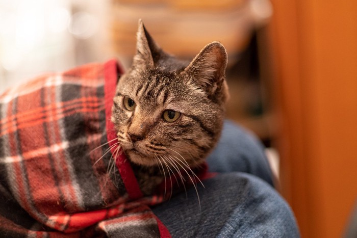 飼い主さんのマフラーにもぐる猫
