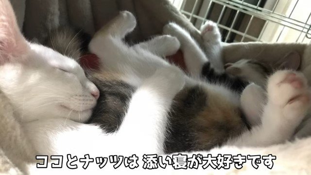 寄り添って寝る2匹の子猫