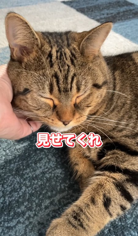 目を瞑って気持ちよさそうにする猫