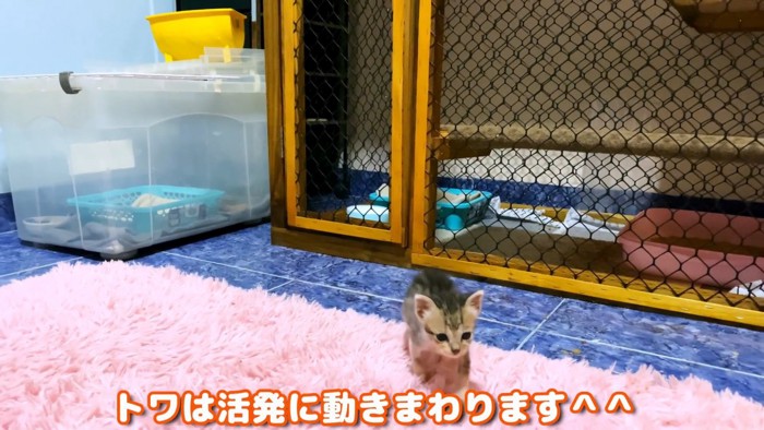 テロップ「トワは活発~」