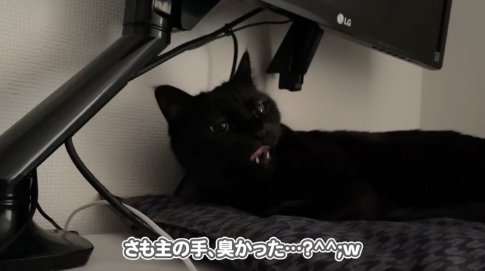 飼い主さんに牙を向く猫