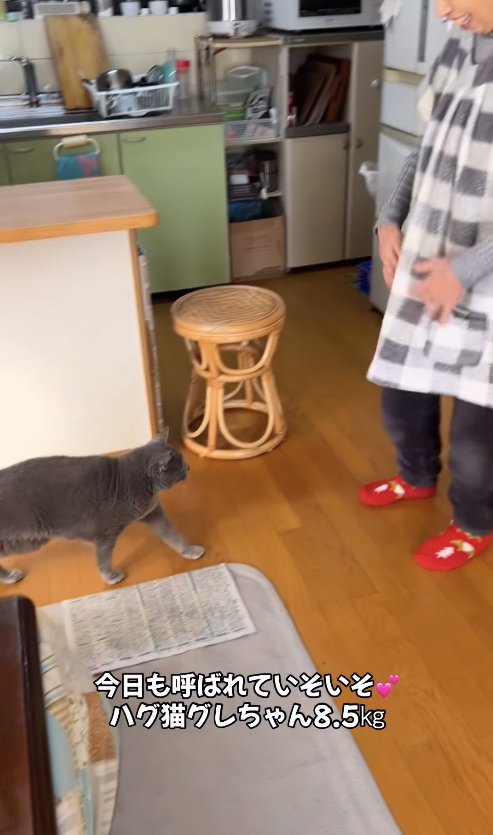 立っているおばあちゃん元へと歩いていく猫