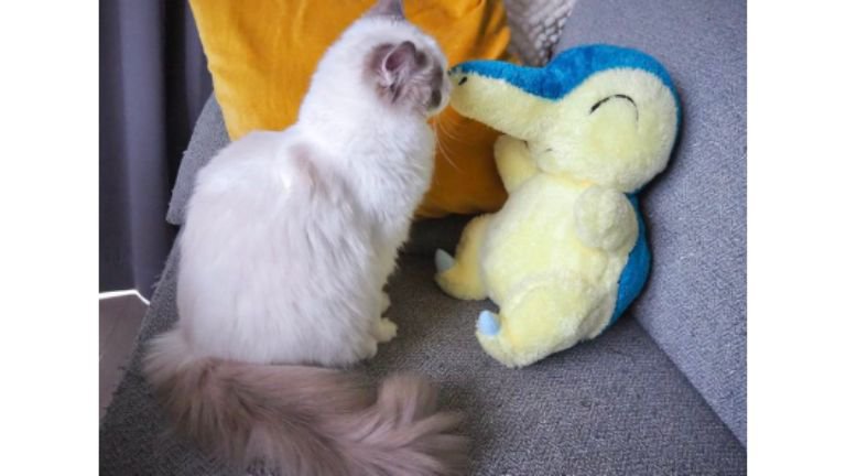 ぬいぐるみと猫