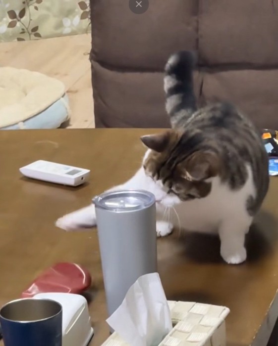 また猫パンチをするねこ