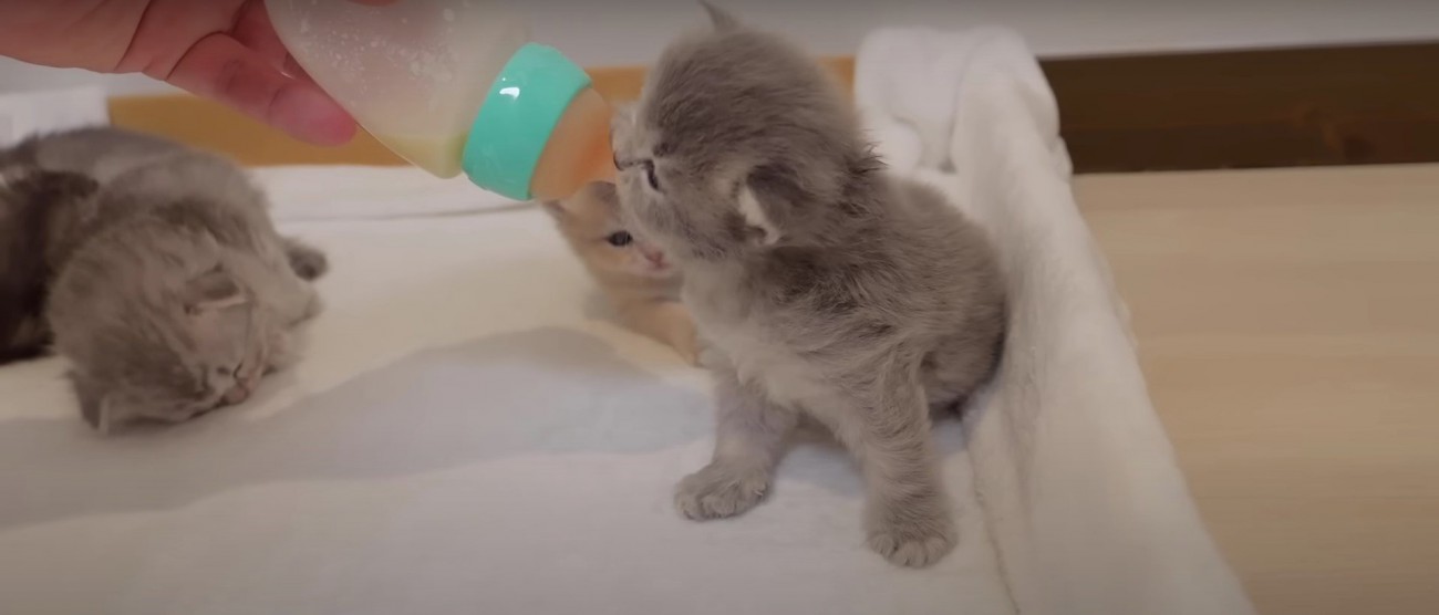 哺乳瓶を咥えている子猫