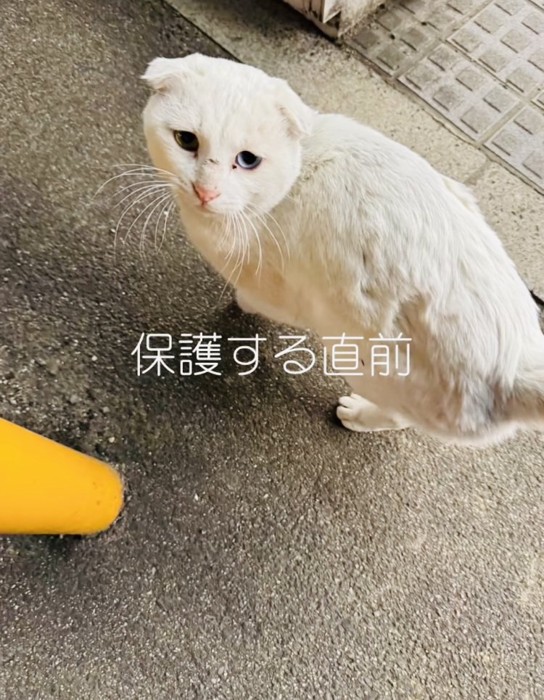 保護する直前の怯えた表情の白猫