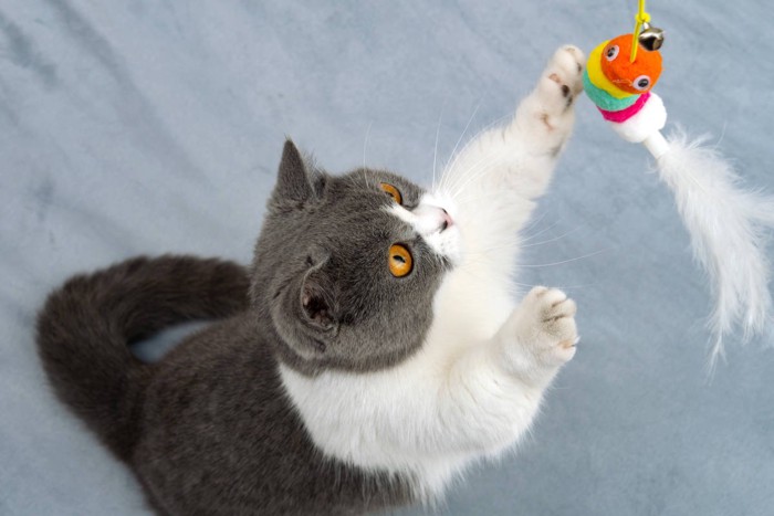 猫じゃらしで遊ぶ猫