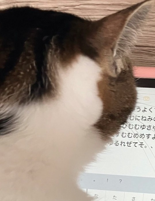 真下を見つめる猫