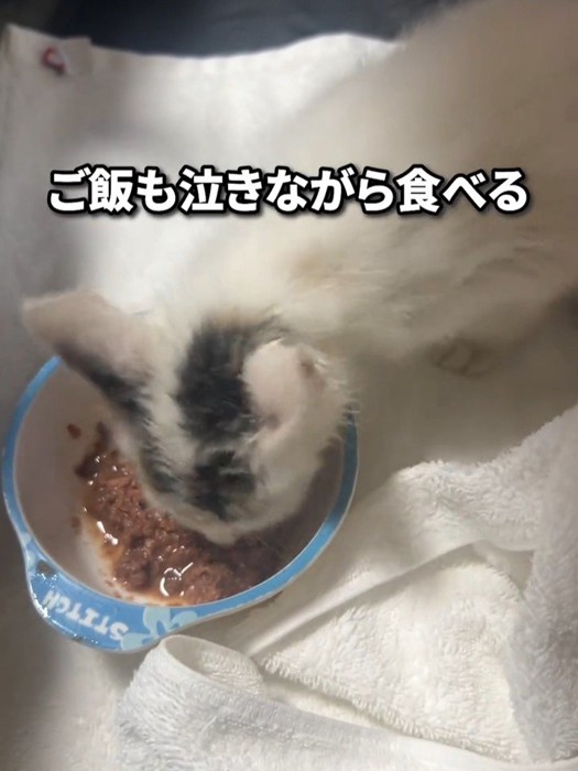 ごはんを食べる子猫