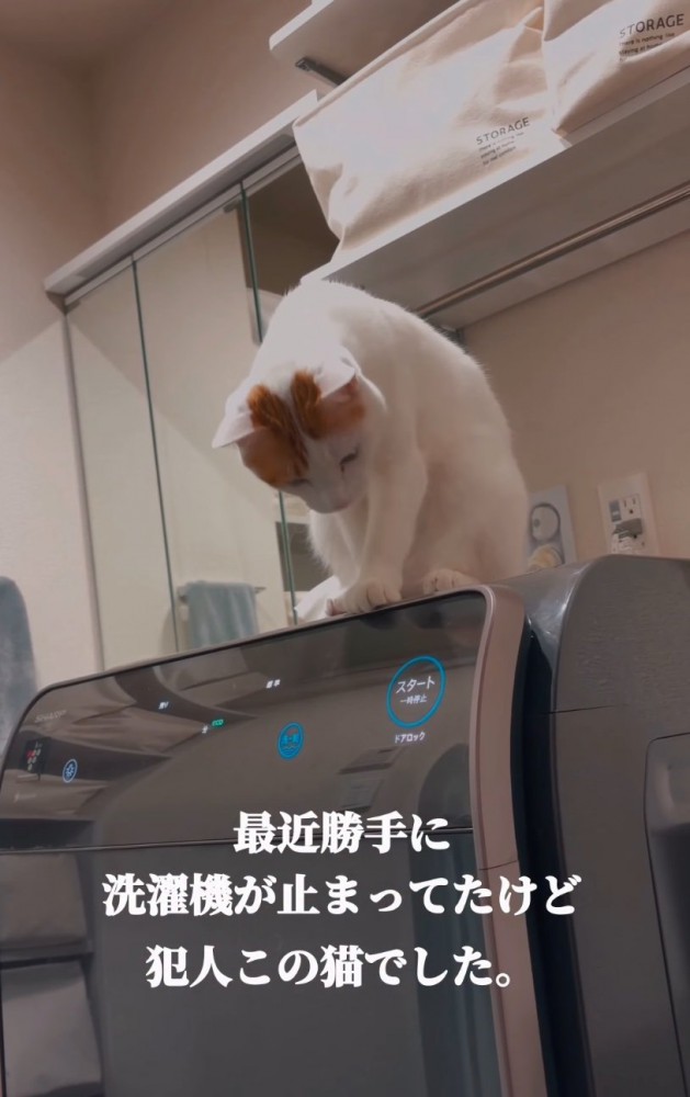 洗濯機の上で前屈みの猫