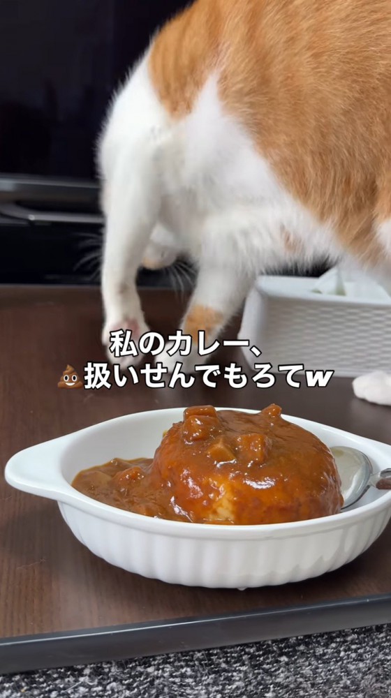 飼い主のカレーに砂をかけるフリをする猫