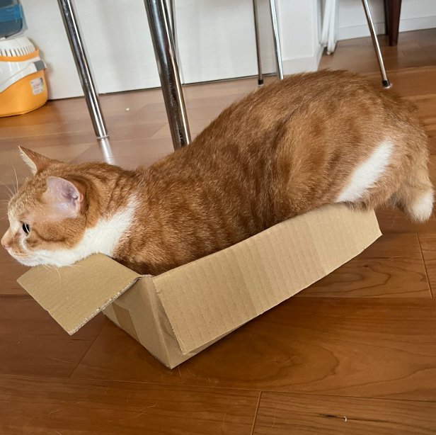 小さい箱に入る猫