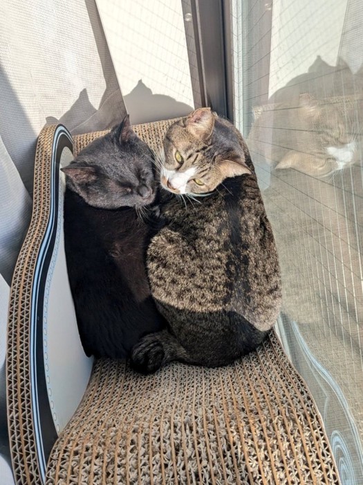 窓辺の爪とぎでくつろぐ2匹の猫