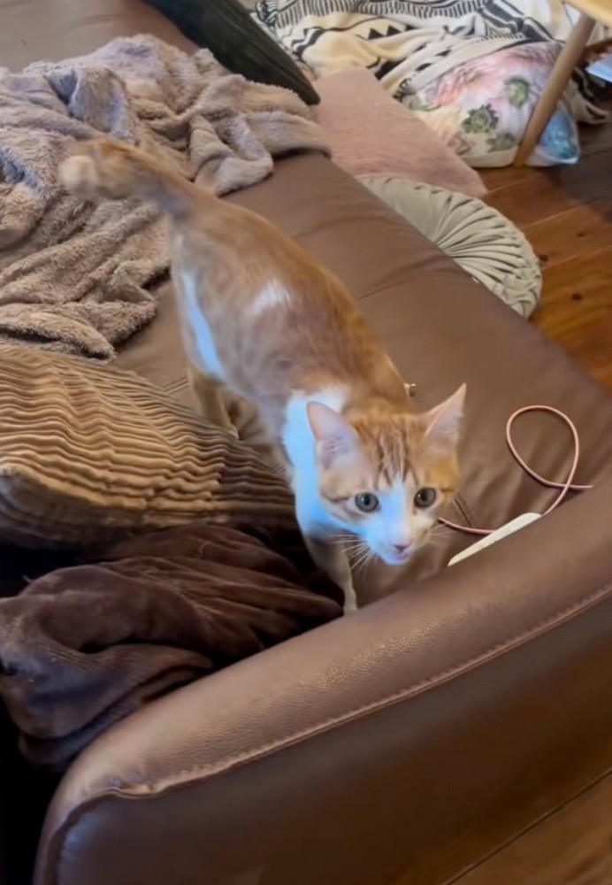 近寄りながらお返事する子猫