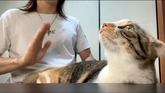 飼い主にお尻を叩かれながら天井を見上げる猫