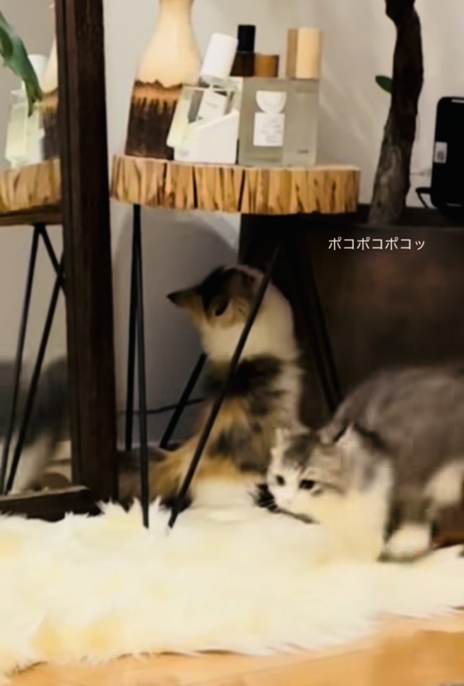 兄ミヌエットに猫パンチをする妹ミヌエット