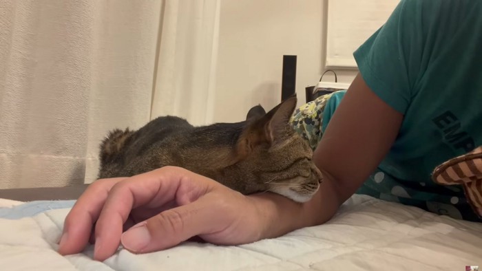飼い主の腕にあごを乗せるキジトラ